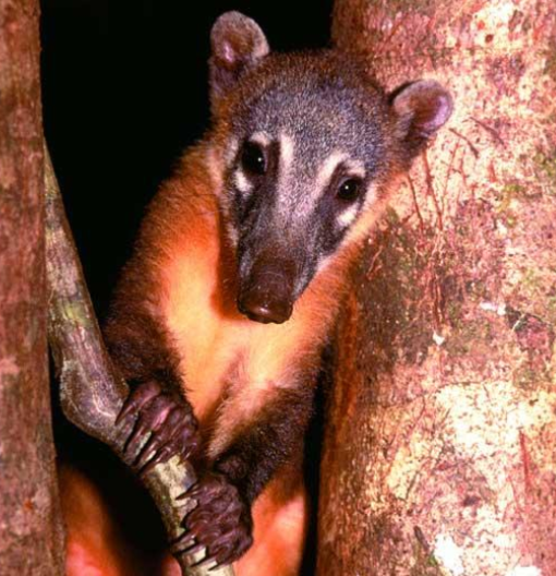Coati climbing tree