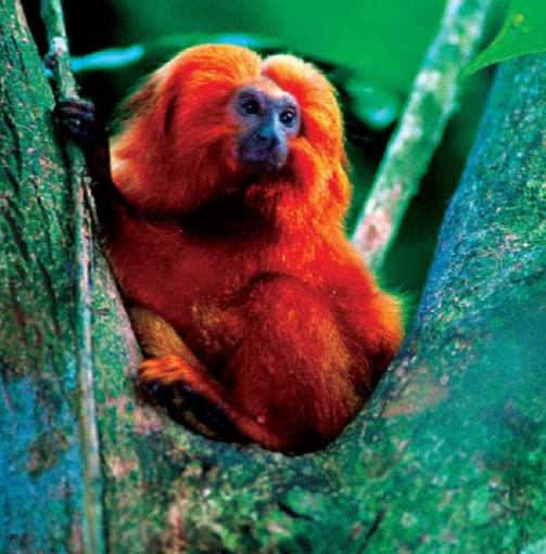 Golden lion tamarin