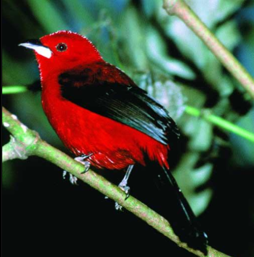 Red Brazilian tanager bird